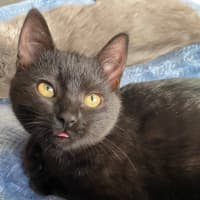 Photo of Pudding
