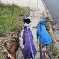 Photo of Izzy, The Greyhound