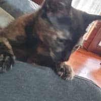 Photo of Tortie 