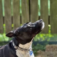 Photo of Oreo