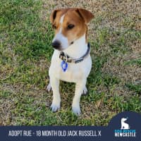 Photo of Rue   18 Month Old Jack Russell X
