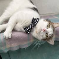 Photo of Professor Meow