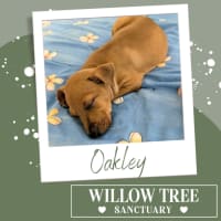 Photo of Oakley