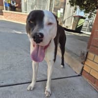 Photo of Windsor 🏎️