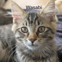 Photo of Wasabi