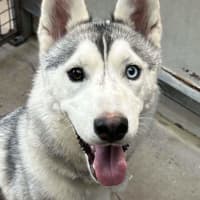 Photo of Winter Willow