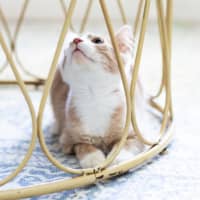 Photo of Cooper
