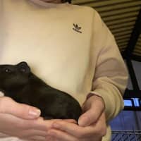 Photo of Chokko, Cream, And Kj