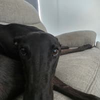 Photo of Blacky