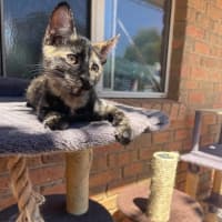 Photo of Eevee