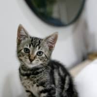 Photo of Stella