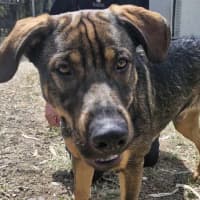 Photo of Buster (Boss)