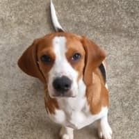 Photo of Obi