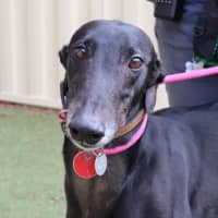 Photo of Onyx