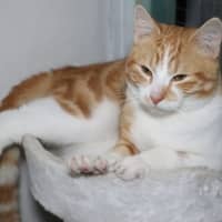 Photo of Tommee Available At Pet Quarters Glendale