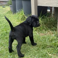 Photo of Sadies Litter