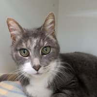 Photo of Smokey