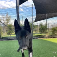 Photo of Rhaenyras Imp 1411