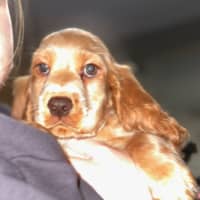 Photo of Prada
