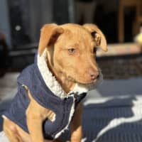 Photo of Loki