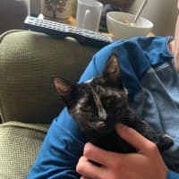 Photo of Sweet Pea   Located In Northcote