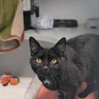 Photo of Ebony