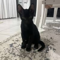 Photo of Toothless
