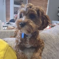 Photo of Lucy