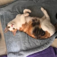 Photo of C1379 Lucky