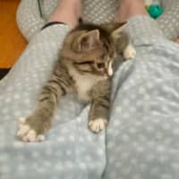 Photo of Camp Chair (Cc)