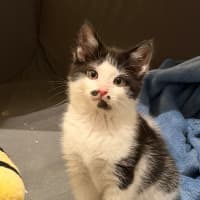 Photo of Felix