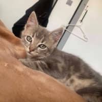 Photo of Tilly