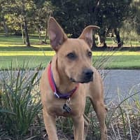 Photo of Buddy