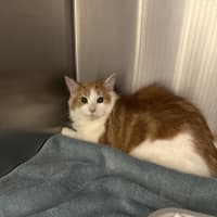 Photo of Oliver