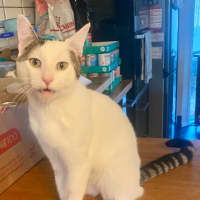 Photo of Stellar Slinky