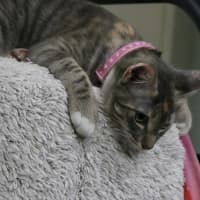 Photo of Socks