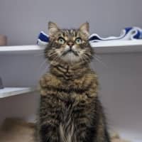 Photo of Amigo