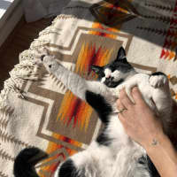 Photo of Douglas    In Foster Care In Thornbury