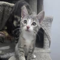 Photo of Iris   Ringworm Special $49