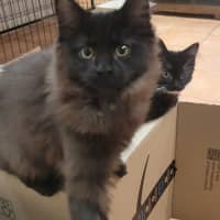 Photo of 💕 Ross Gellar 💕