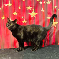 Photo of Bucky   Located In Preston