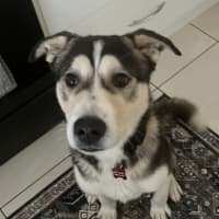Photo of Lupo