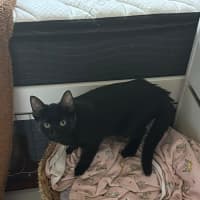 Photo of Milo