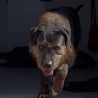 Photo of Duke