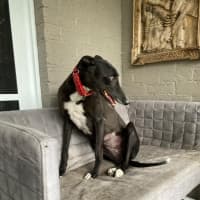 Photo of Dashi, The Greyhound