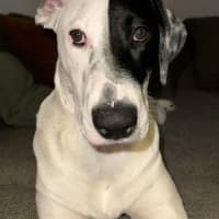 Photo of Maggie   8 Month Old Bull Arab X