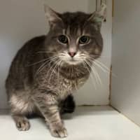Photo of Juno
