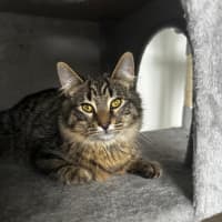 Photo of Adidas