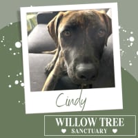 Photo of Cindy 