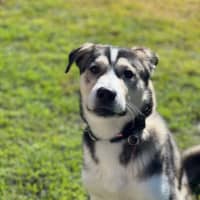 Photo of Lupo